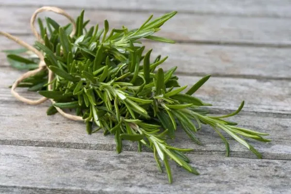 گیاه رزماری برای کاهش وزن 