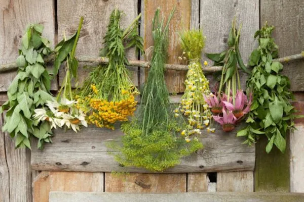 انتخاب گیاه دارویی برای کاهش وزن