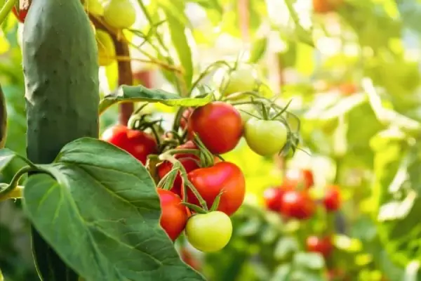 نکات مصرف گوجه و خیار برای لاغری