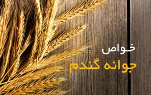 جوانه-گندم