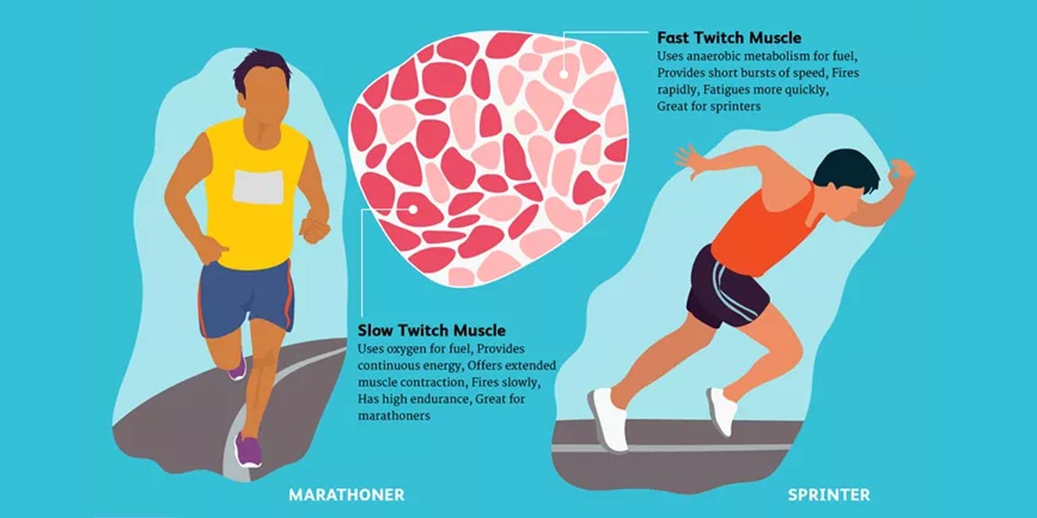 انواع-فیبر-عضلانی-سریع-و-آهسته