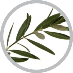 برگ زیتون