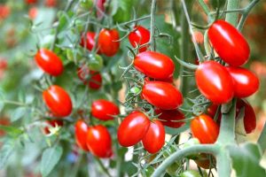 عوارض-جانبی-گوجه‌فرنگی-و-سؤالات-مربوط-به-آن-۱