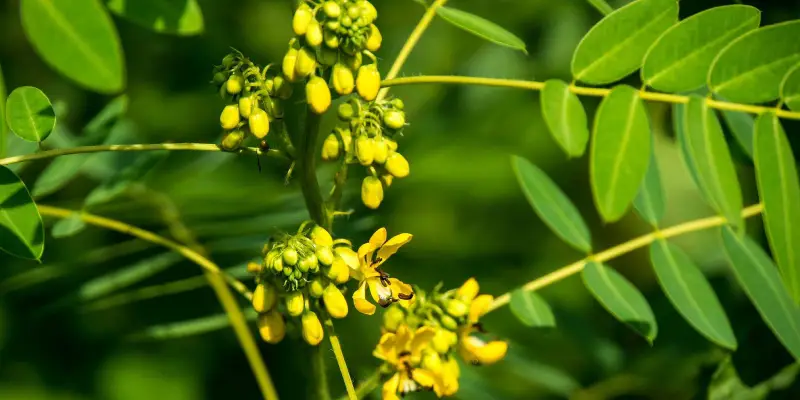 گیاه سنا برای لاغری